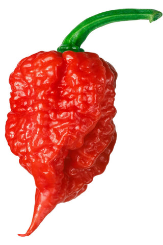 HOT PEPPER - Extra Hot Pepper Powder 1 Bottle.