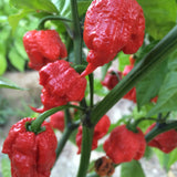 HOT PEPPER - Extra Hot Pepper Powder 1 Bottle.