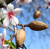 Almond, Sweet Carrier Oil