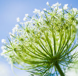 Carrot Seed Oil (Steam Distilled)