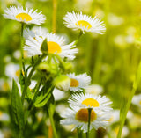 Chamomile (German) Essential Oil.