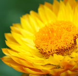 Helichrysum Essential Oil
