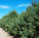 Jojoba Oil (Clear)