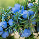 Juniper Berry Essential Oil