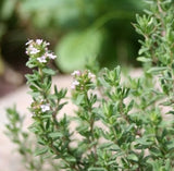 Marjoram Essential Oil (Helps Reduce Snoring)