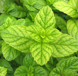 Melissa Leaf Essential Oil