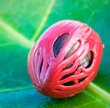 Nutmeg Essential Oil