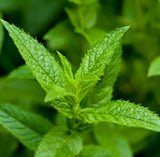 Peppermint (Japanese) Essential Oil (Repels Mice and Spiders too.)