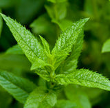 Mouse Bye-Bye: Japanese Peppermint Essential Oil (Repels Mice and Spiders too.)