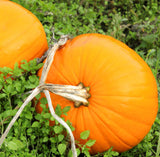 Pumpkin Seed Essential Oil