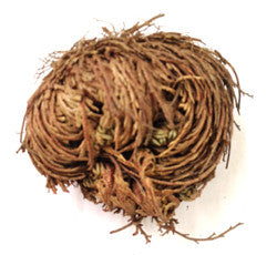 Rose of Jericho Flower