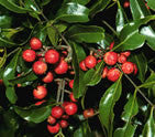 Rosewood Essential Oil  5ml.