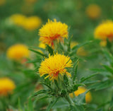 Safflower Carrier Oil
