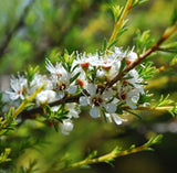 Tea Tree Essential Oil