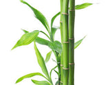 Bamboo Teak: Fragrance Oil for Men
