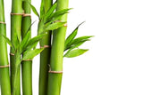 Bamboo Teak: Fragrance Oil for Men
