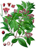 Sandalwood Essential Oil